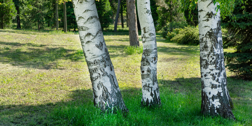 Baum Pflanzen Grenzabstand Baden Württemberg