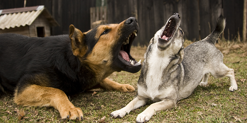 Kommune kann Maßnahmen gegen Hundegebell verlangen