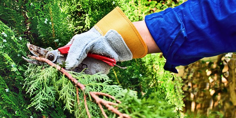 Nachbar kann Baum beschneiden, auch wenn der dadurch